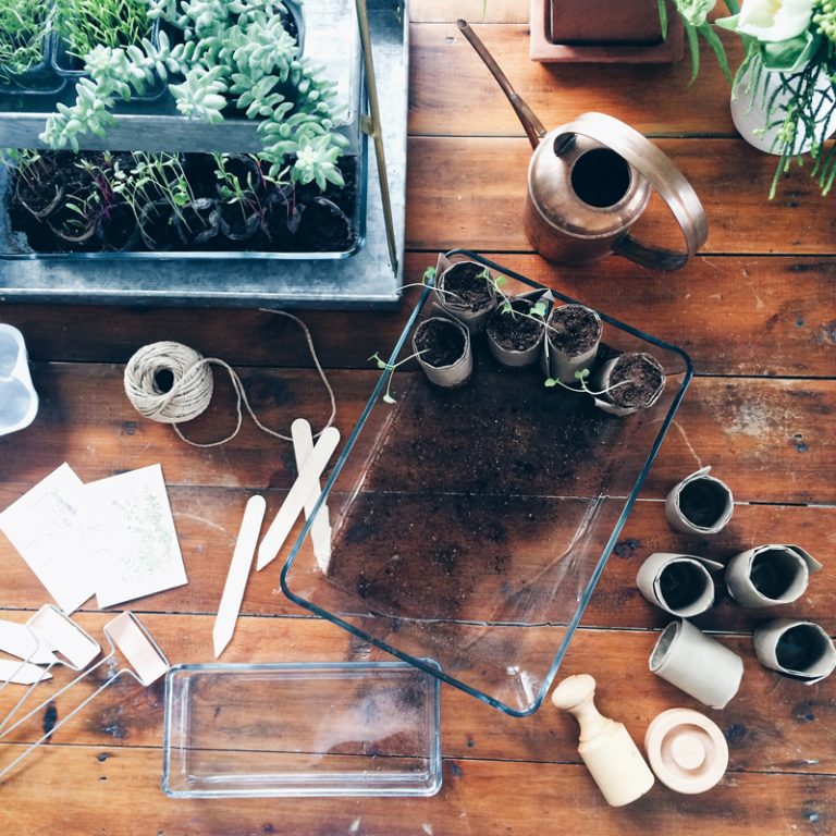 Starting Seedlings